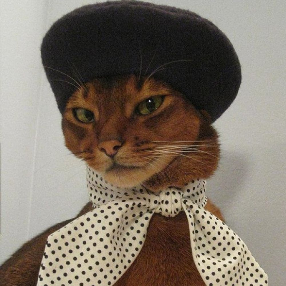 Meet your Posher, Sara